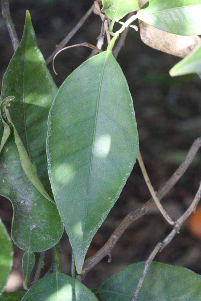            Unifoliolate leaf (Riverside, CA)   